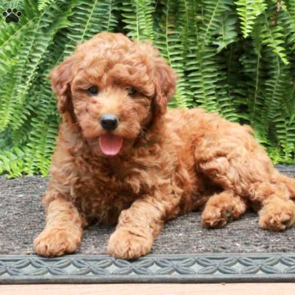 Birdie, Mini Goldendoodle Puppy