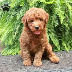 Birdie, Mini Goldendoodle Puppy