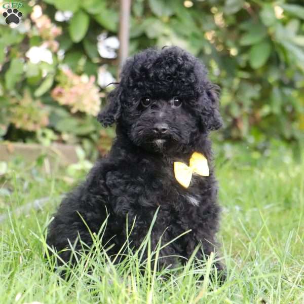 Biscuit, Miniature Poodle Puppy