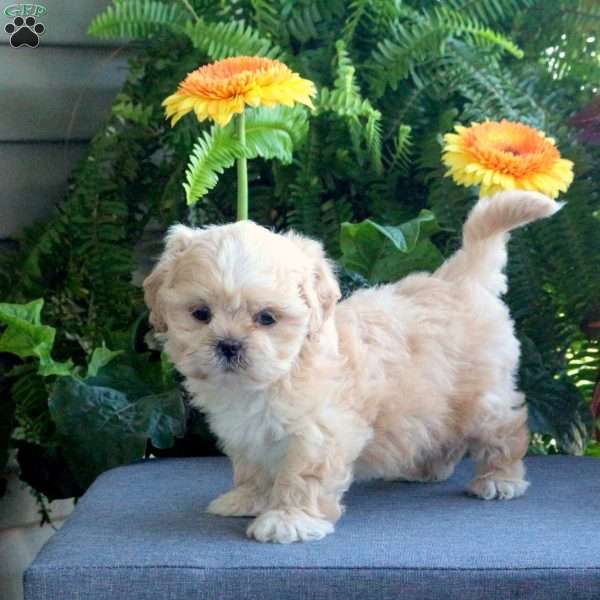 Biscuit, Teddy Bear Puppy