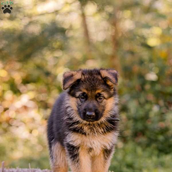 Tanya, German Shepherd Puppy