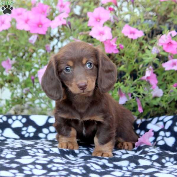 Blake-Mini, Dachshund Puppy