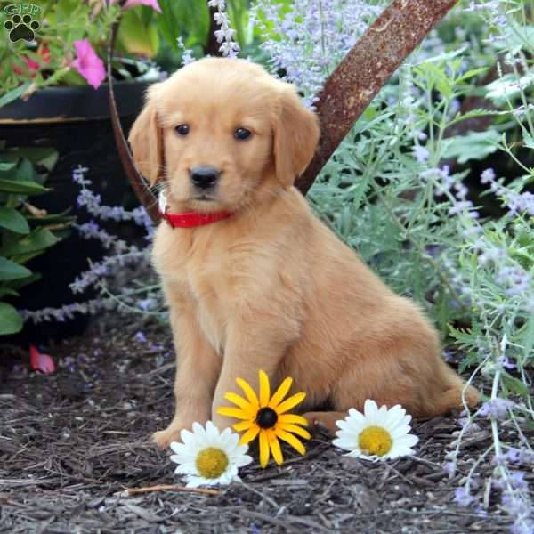 Blake, Golden Retriever Puppy