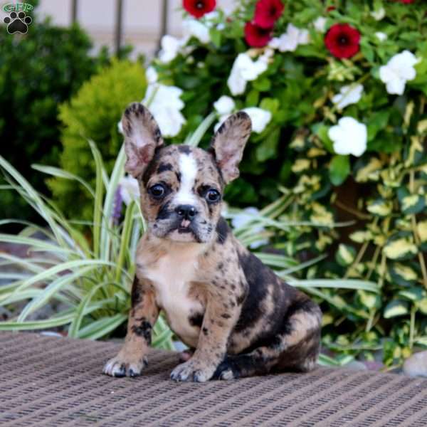 Blake, Frenchton Puppy