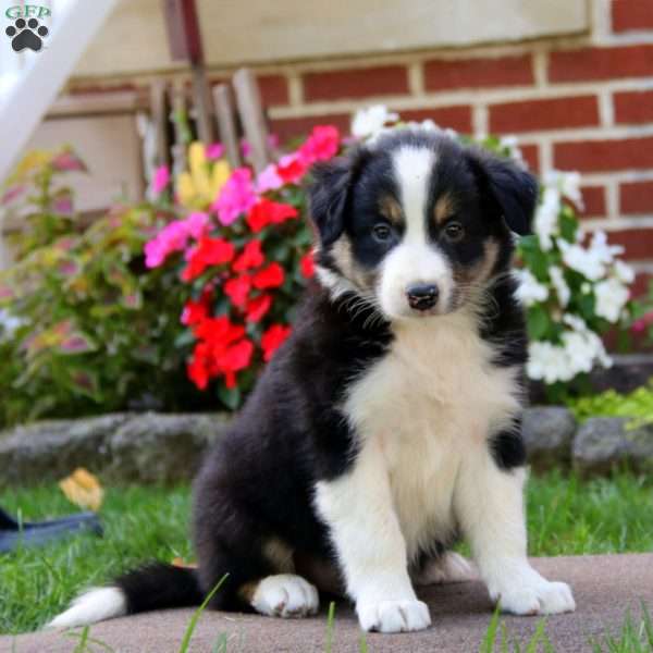 Blake, Border Collie Puppy