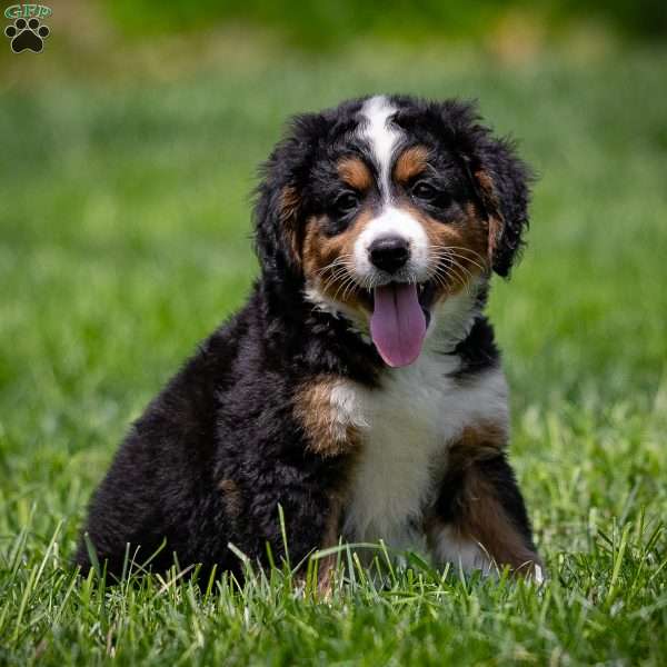 Blaze, Miniature Bernese Mountain Dog Puppy