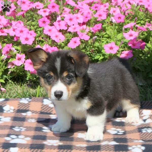 Blaze, Pembroke Welsh Corgi Puppy