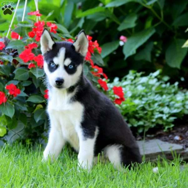 Blaze, Siberian Husky Puppy