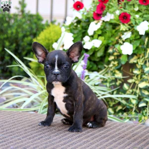 Blaze, Frenchton Puppy