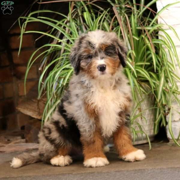 Blitz, Bernedoodle Puppy