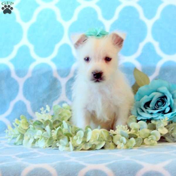 Blizzard, West Highland Terrier Puppy