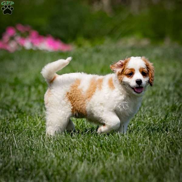 Blonde, Miniature Bernese Mountain Dog Puppy