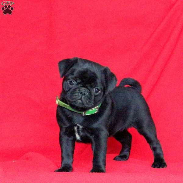 Blossom, Pug Puppy