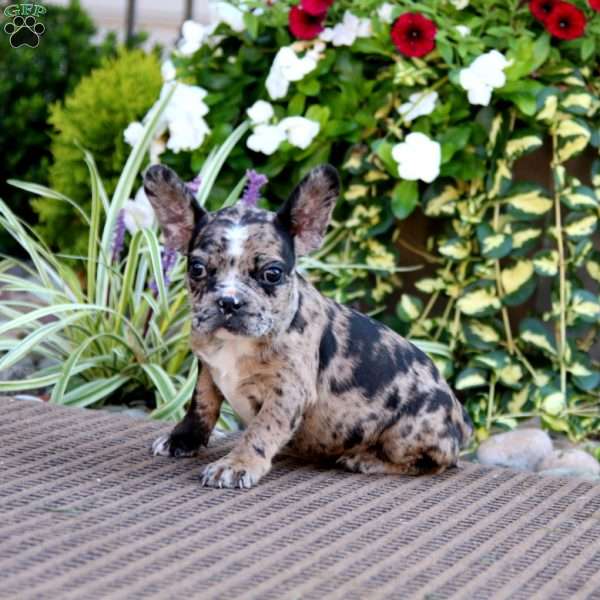 Blossom, Frenchton Puppy