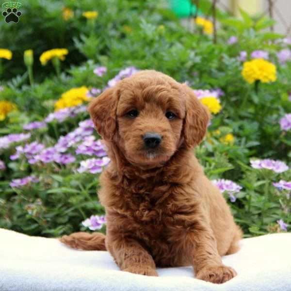 Vinny F2, Mini Goldendoodle Puppy