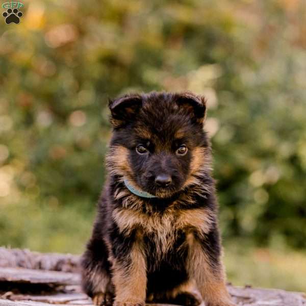 Willie, German Shepherd Puppy