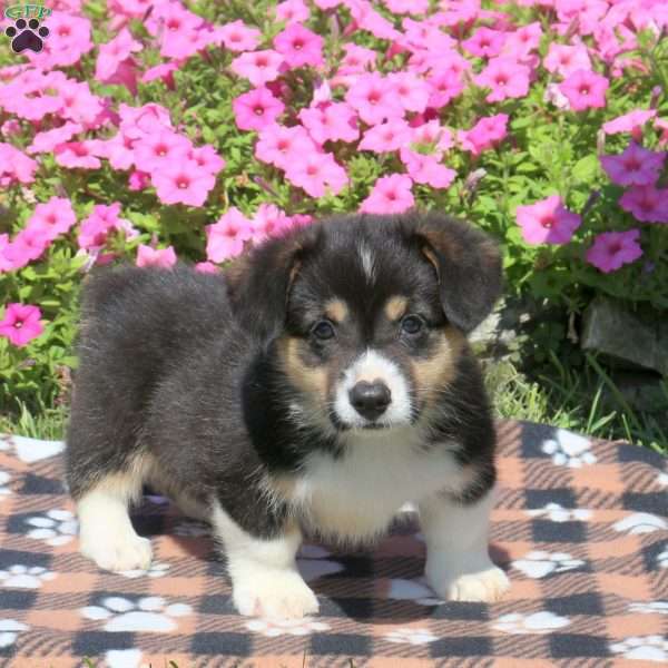 Bobby, Pembroke Welsh Corgi Puppy