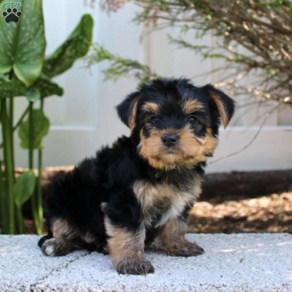 Bonnie, Morkie / Yorktese Puppy