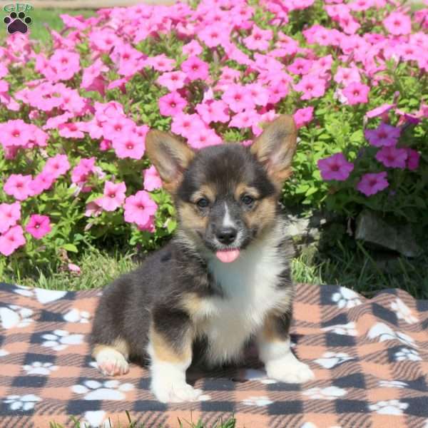 Bonnie, Pembroke Welsh Corgi Puppy