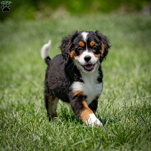 Boo, Miniature Bernese Mountain Dog Puppy