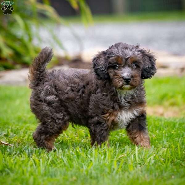 Boomer, Cavapoo Puppy