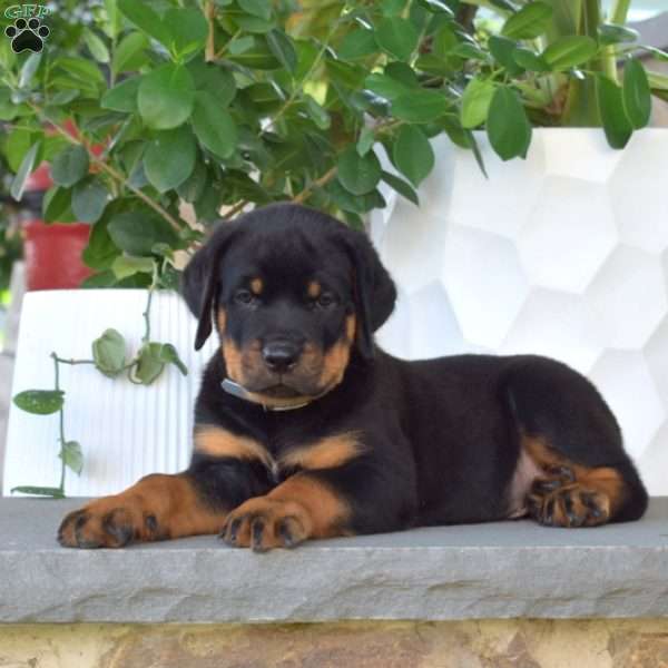 Boots, Rottweiler Puppy