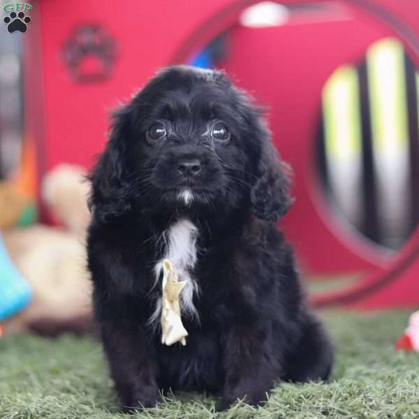 Brady, Cavapoo Puppy