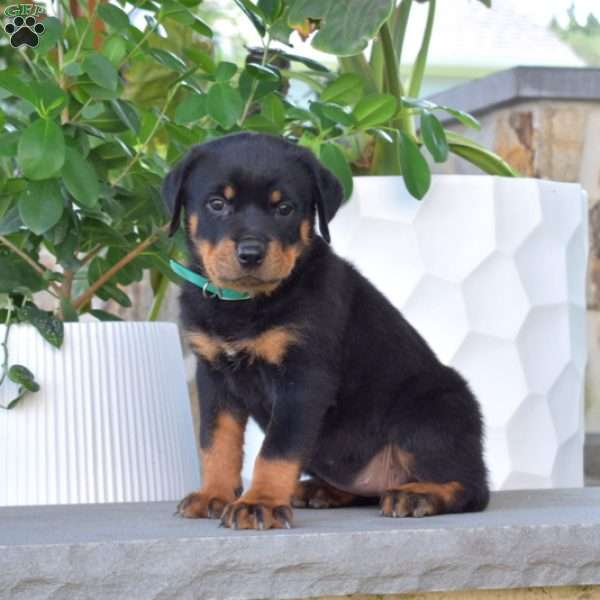 Breeze, Rottweiler Puppy