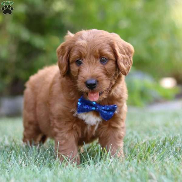 Brett, Goldendoodle Puppy