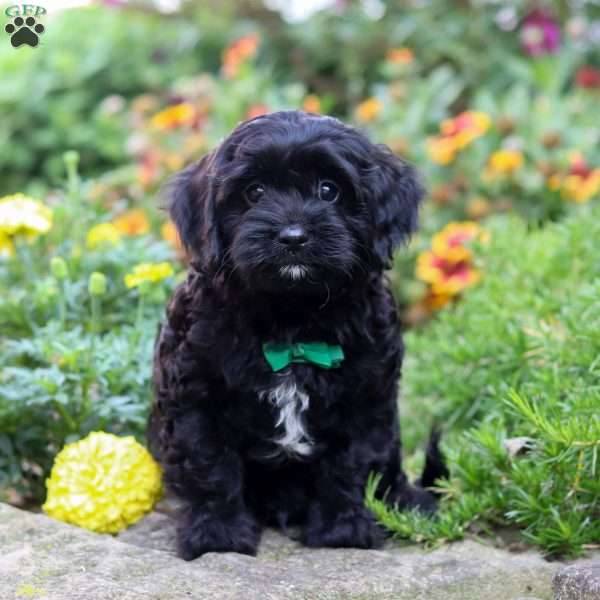 Brett, Cavapoo Puppy