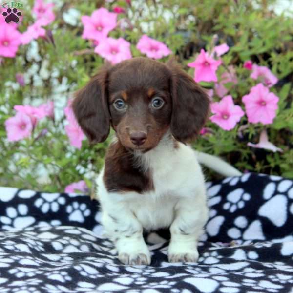 Bri-Mini, Dachshund Puppy