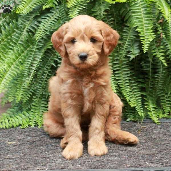 Bria, Mini Goldendoodle Puppy