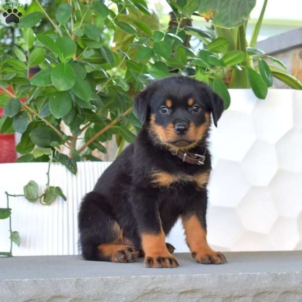 Bridget, Rottweiler Puppy