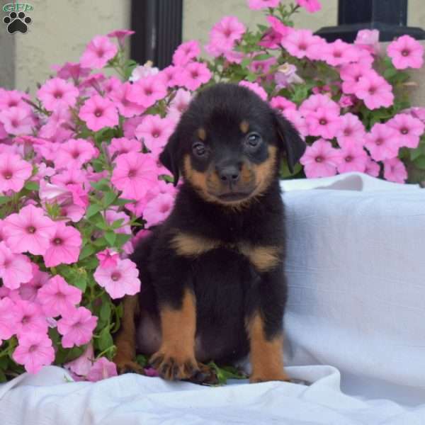 Bridget, Rottweiler Puppy