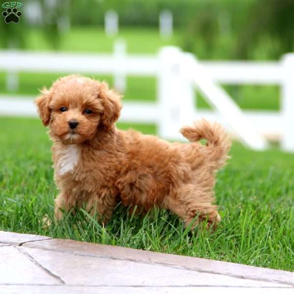 Brie, Maltipoo Puppy