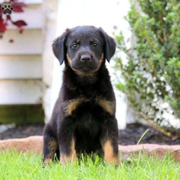 Brie, Labrador Mix Puppy