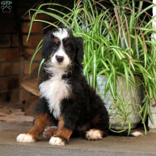 Brie, Bernedoodle Puppy