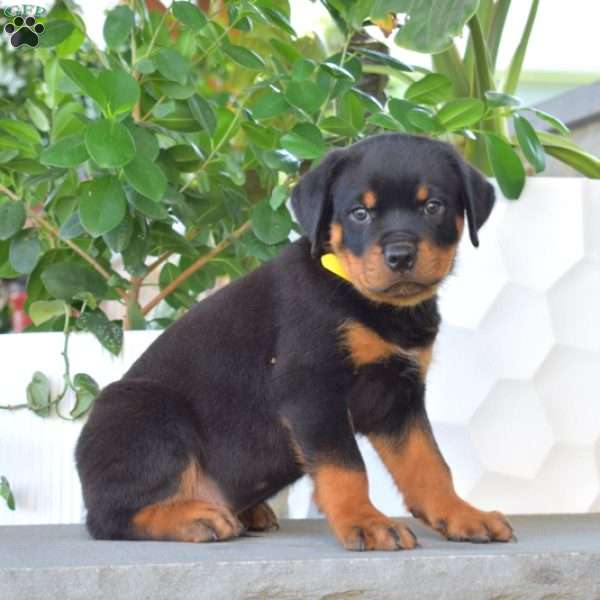 Brink, Rottweiler Puppy