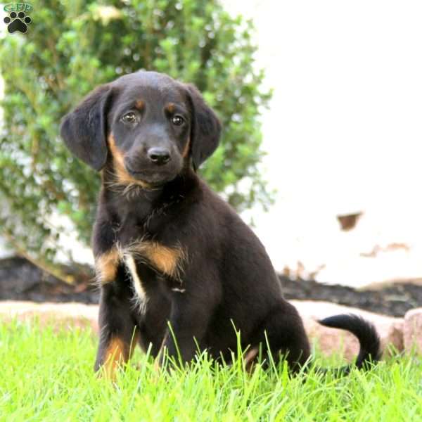 Britney, Labrador Mix Puppy