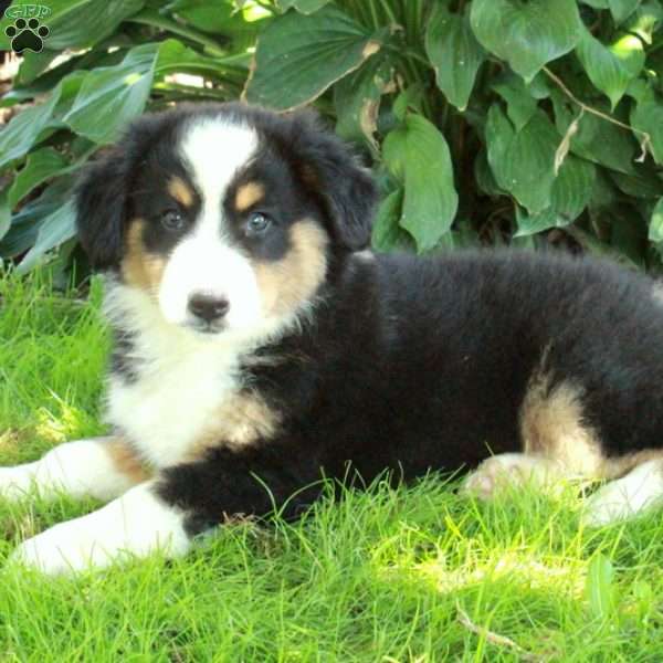 Brittany, Australian Shepherd Puppy