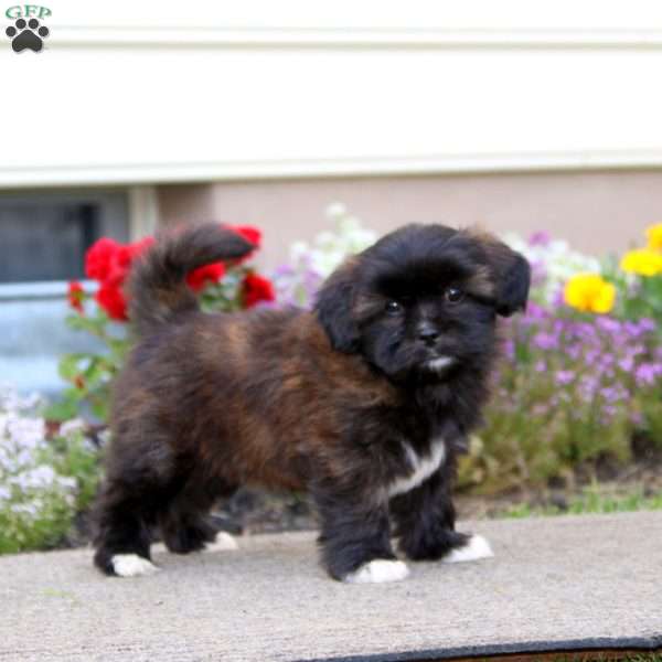 Brooke, Shih Tzu Mix Puppy