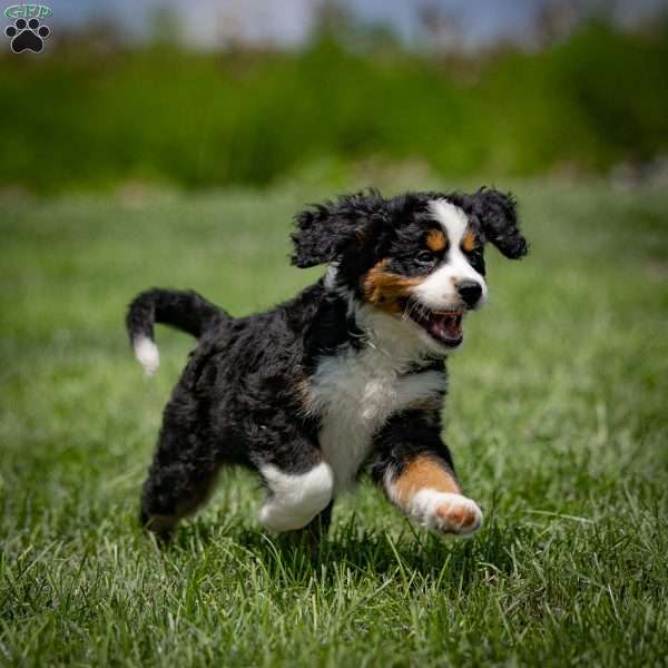 Brownie, Miniature Bernese Mountain Dog Puppy