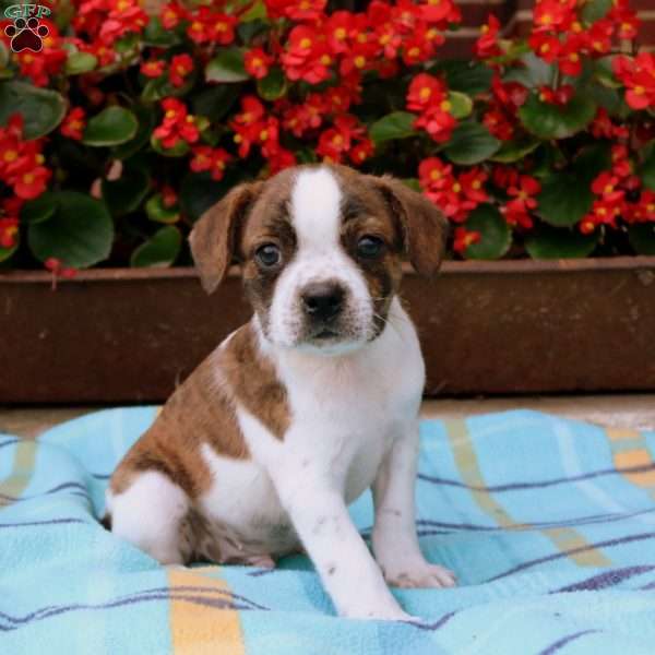 Brownie, Boston Terrier Mix Puppy