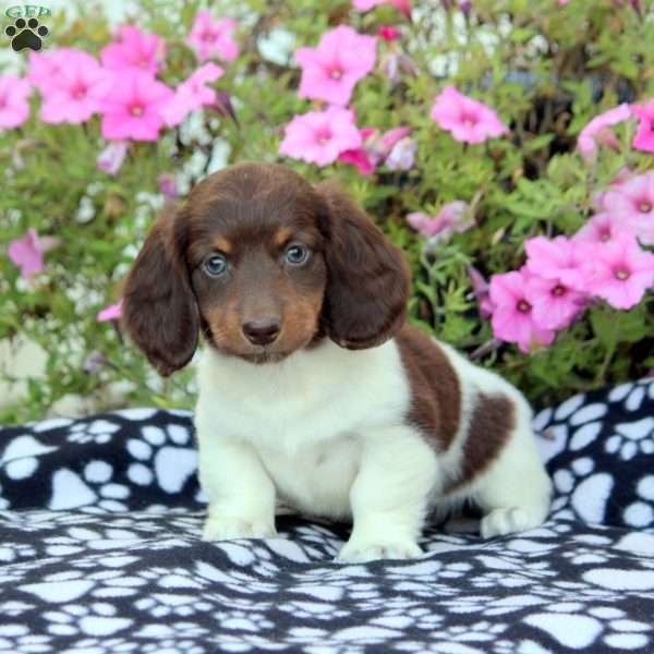 Bruce-Mini, Dachshund Puppy