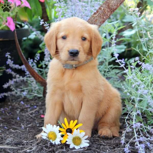 Bruce, Golden Retriever Puppy