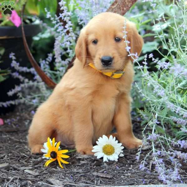 Bryce, Golden Retriever Puppy