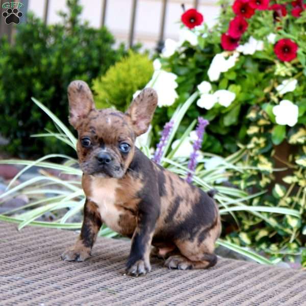 Bryce, Frenchton Puppy