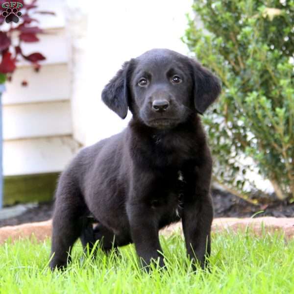 Bryce, Labrador Mix Puppy