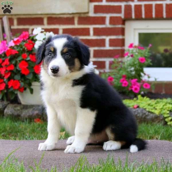 Bryce, Border Collie Puppy