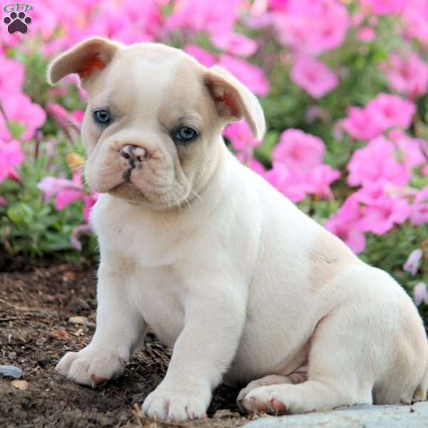 Bryson, French Bulldog Puppy